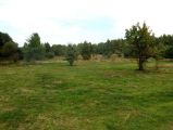 Po kilkunastu minutach podry ujrzaem przy wschodnim brzegu niewielk, malownicz zatoczk niezbyt zaronit szuwarami. Brzeg by tu suchy, trawiasty, roso na nim z rzadka kilka starych dbw przypominajcych baobaby.